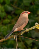 Black-rumped Waxbill, Bico-de-lacre-cauda-preta, Grauastrild,(Estrilda troglodytes), astrild šedý, Gråastrild, Astrild de Lomo Negro, sahelinvahanokka, Astrild cendré,  Astrilde becco di corallo, kaedechou,   カエデチョウ, Napoleonnetje, astryld czarnorzytny, astrilda sivá