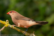 Black-rumped Waxbill, Bico-de-lacre-cauda-preta, Grauastrild,(Estrilda troglodytes), astrild šedý, Gråastrild, Astrild de Lomo Negro, sahelinvahanokka, Astrild cendré,  Astrilde becco di corallo, kaedechou,   カエデチョウ, Napoleonnetje, astryld czarnorzytny, astrilda sivá