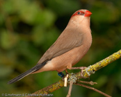 Black-rumped Waxbill, Bico-de-lacre-cauda-preta, Grauastrild,(Estrilda troglodytes), astrild šedý, Gråastrild, Astrild de Lomo Negro, sahelinvahanokka, Astrild cendré,  Astrilde becco di corallo, kaedechou,   カエデチョウ, Napoleonnetje, astryld czarnorzytny, astrilda sivá