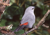 Black-tailed Lavender-waxbill, Schwarzschwanz-Schönbürzel,  Bico-de-lacre-cauda-negra. Bico-de-lacre-cinzento, (Estrilda perreini), Black-tailed Waxbill, modroušek černoocasý,   Sorthalet Astrild, Astrild de Cola Negra, lyijyvahanokka, Astrild à queue noire, Astrilde grigio-blu, oguroasagirichou, オオグロアサギリチョウ,  Zwartstaartastrild, astryld czarnosterny,  Bico de lacre de cauda preta, astrilda ciernochvostá