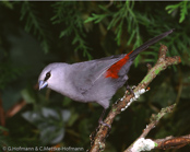 Black-tailed Lavender-waxbill, Schwarzschwanz-Schönbürzel,  Bico-de-lacre-cauda-negra. Bico-de-lacre-cinzento, (Estrilda perreini), Black-tailed Waxbill, modroušek černoocasý,   Sorthalet Astrild, Astrild de Cola Negra, lyijyvahanokka, Astrild à queue noire, Astrilde grigio-blu, oguroasagirichou, オオグロアサギリチョウ,  Zwartstaartastrild, astryld czarnosterny,  Bico de lacre de cauda preta, astrilda ciernochvostá