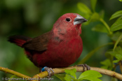 Blue-billed Firefinch, Peito-de-fogo-de-bico-azul, Dunkelroter Amarant, (Lagonosticta rubricata),African Firefinch, amarant tmavý, Dunkelamarant,  Mørkerød Amarant,  Pinzón Candela Oscuro,  tuliruusupeippo,  Amarante foncé,  Amaranto africano,  kagerouchou.  カゲロウチョウ,  Donkerrode Amarant,  amarantka zmienna,  amarant tmavý