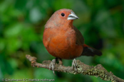 Blue-billed Firefinch, Peito-de-fogo-de-bico-azul, Dunkelroter Amarant, (Lagonosticta rubricata),African Firefinch, amarant tmavý, Dunkelamarant,  Mørkerød Amarant,  Pinzón Candela Oscuro,  tuliruusupeippo,  Amarante foncé,  Amaranto africano,  kagerouchou.  カゲロウチョウ,  Donkerrode Amarant,  amarantka zmienna,  amarant tmavý