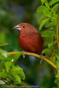 Blue-billed Firefinch, Peito-de-fogo-de-bico-azul, Dunkelroter Amarant, (Lagonosticta rubricata),African Firefinch, amarant tmavý, Dunkelamarant,  Mørkerød Amarant,  Pinzón Candela Oscuro,  tuliruusupeippo,  Amarante foncé,  Amaranto africano,  kagerouchou.  カゲロウチョウ,  Donkerrode Amarant,  amarantka zmienna,  amarant tmavý