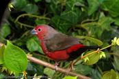 Blue-billed Firefinch, Peito-de-fogo-de-bico-azul, Dunkelroter Amarant, (Lagonosticta rubricata),African Firefinch, amarant tmavý, Dunkelamarant,  Mørkerød Amarant,  Pinzón Candela Oscuro,  tuliruusupeippo,  Amarante foncé,  Amaranto africano,  kagerouchou.  カゲロウチョウ,  Donkerrode Amarant,  amarantka zmienna,  amarant tmavý