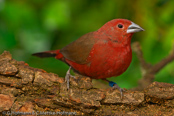 Blue-billed Firefinch, Peito-de-fogo-de-bico-azul, Dunkelroter Amarant, (Lagonosticta rubricata),African Firefinch, amarant tmavý, Dunkelamarant,  Mørkerød Amarant,  Pinzón Candela Oscuro,  tuliruusupeippo,  Amarante foncé,  Amaranto africano,  kagerouchou.  カゲロウチョウ,  Donkerrode Amarant,  amarantka zmienna,  amarant tmavý