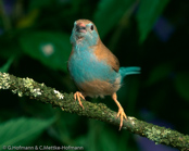 Blue-breasted Cordonbleu, Gordon bleu, Angola Schmetterlingsfink, (Uraeginthus angolensis), Blauastrild, motýlek angolský, Angolasommerfuglefinke, Cordón Azul Común, sinipeippo, Cordonbleu d'Angola, Cordon blu, ruichigaiseikichou, フナシセイキチョウ, Angolees Blauwfazantje, motylik sawannowy, Peito-celeste,  motýlik belasý