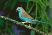 Blue-breasted Cordonbleu, Gordon bleu, Angola Schmetterlingsfink, (Uraeginthus angolensis), Blauastrild, motýlek angolský, Angolasommerfuglefinke, Cordón Azul Común, sinipeippo, Cordonbleu d'Angola, Cordon blu, ruichigaiseikichou, フナシセイキチョウ, Angolees Blauwfazantje, motylik sawannowy, Peito-celeste,  motýlik belasý