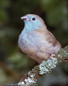 Blue-breasted Cordonbleu, Gordon bleu, Angola Schmetterlingsfink, (Uraeginthus angolensis), Blauastrild, motýlek angolský, Angolasommerfuglefinke, Cordón Azul Común, sinipeippo, Cordonbleu d'Angola, Cordon blu, ruichigaiseikichou, フナシセイキチョウ, Angolees Blauwfazantje, motylik sawannowy, Peito-celeste,  motýlik belasý