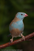 Blue-capped Cordonbleu, PEITO CELESTE DE CABEÇA AZUL,  Blaukopfastrild, (Uraeginthus cyanocephalus), Peito celeste,  motýlek modrohlavý,   Blåhovedet Sommerfuglefinke,   Cordón Azul de Capa Azul,   sinipääpeippo,   Cordonbleu cyanocéphale,   Cordon blu dal cappuccio,   rurigashiraseikichou,   ルリガシラセイキチョウ, Blauwkopastrild,  motylik blekitnoglowy,  motýlik modrohlavý