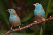 Blue-capped Cordonbleu, PEITO CELESTE DE CABEÇA AZUL,  Blaukopfastrild, (Uraeginthus cyanocephalus), Peito celeste,  motýlek modrohlavý,   Blåhovedet Sommerfuglefinke,   Cordón Azul de Capa Azul,   sinipääpeippo,   Cordonbleu cyanocéphale,   Cordon blu dal cappuccio,   rurigashiraseikichou,   ルリガシラセイキチョウ, Blauwkopastrild,  motylik blekitnoglowy,  motýlik modrohlavý