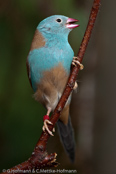 Blue-capped Cordonbleu, PEITO CELESTE DE CABEÇA AZUL,  Blaukopfastrild, (Uraeginthus cyanocephalus), Peito celeste,  motýlek modrohlavý,   Blåhovedet Sommerfuglefinke,   Cordón Azul de Capa Azul,   sinipääpeippo,   Cordonbleu cyanocéphale,   Cordon blu dal cappuccio,   rurigashiraseikichou,   ルリガシラセイキチョウ, Blauwkopastrild,  motylik blekitnoglowy,  motýlik modrohlavý