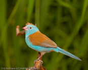 Blue-capped Cordonbleu, PEITO CELESTE DE CABEÇA AZUL,  Blaukopfastrild, (Uraeginthus cyanocephalus), Peito celeste,  motýlek modrohlavý,   Blåhovedet Sommerfuglefinke,   Cordón Azul de Capa Azul,   sinipääpeippo,   Cordonbleu cyanocéphale,   Cordon blu dal cappuccio,   rurigashiraseikichou,   ルリガシラセイキチョウ, Blauwkopastrild,  motylik blekitnoglowy,  motýlik modrohlavý