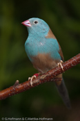 Blue-capped Cordonbleu, PEITO CELESTE DE CABEÇA AZUL,  Blaukopfastrild, (Uraeginthus cyanocephalus), Peito celeste,  motýlek modrohlavý,   Blåhovedet Sommerfuglefinke,   Cordón Azul de Capa Azul,   sinipääpeippo,   Cordonbleu cyanocéphale,   Cordon blu dal cappuccio,   rurigashiraseikichou,   ルリガシラセイキチョウ, Blauwkopastrild,  motylik blekitnoglowy,  motýlik modrohlavý