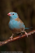 Blue-capped Cordonbleu, PEITO CELESTE DE CABEÇA AZUL,  Blaukopfastrild, (Uraeginthus cyanocephalus), Peito celeste,  motýlek modrohlavý,   Blåhovedet Sommerfuglefinke,   Cordón Azul de Capa Azul,   sinipääpeippo,   Cordonbleu cyanocéphale,   Cordon blu dal cappuccio,   rurigashiraseikichou,   ルリガシラセイキチョウ, Blauwkopastrild,  motylik blekitnoglowy,  motýlik modrohlavý