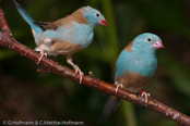 Blue-capped Cordonbleu, PEITO CELESTE DE CABEÇA AZUL,  Blaukopfastrild, (Uraeginthus cyanocephalus), Peito celeste,  motýlek modrohlavý,   Blåhovedet Sommerfuglefinke,   Cordón Azul de Capa Azul,   sinipääpeippo,   Cordonbleu cyanocéphale,   Cordon blu dal cappuccio,   rurigashiraseikichou,   ルリガシラセイキチョウ, Blauwkopastrild,  motylik blekitnoglowy,  motýlik modrohlavý