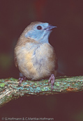 Blue-capped Cordonbleu, PEITO CELESTE DE CABEÇA AZUL,  Blaukopfastrild, (Uraeginthus cyanocephalus), Peito celeste,  motýlek modrohlavý,   Blåhovedet Sommerfuglefinke,   Cordón Azul de Capa Azul,   sinipääpeippo,   Cordonbleu cyanocéphale,   Cordon blu dal cappuccio,   rurigashiraseikichou,   ルリガシラセイキチョウ, Blauwkopastrild,  motylik blekitnoglowy,  motýlik modrohlavý