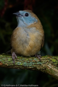 Blue-capped Cordonbleu, PEITO CELESTE DE CABEÇA AZUL,  Blaukopfastrild, (Uraeginthus cyanocephalus), Peito celeste,  motýlek modrohlavý,   Blåhovedet Sommerfuglefinke,   Cordón Azul de Capa Azul,   sinipääpeippo,   Cordonbleu cyanocéphale,   Cordon blu dal cappuccio,   rurigashiraseikichou,   ルリガシラセイキチョウ, Blauwkopastrild,  motylik blekitnoglowy,  motýlik modrohlavý