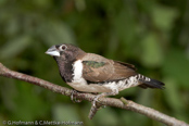 Bronze Mannikin, Freirinha de ombros verdes, Kleinelsterchen, (Spermestes cucullata), (Lonchura cucullata), stračka malá, Skadefinke, Capuchino Bronceado, pronssimanikki,   Capucin nonnette, Cappuccino bronzato, hagoromoshippou, ハゴロモシチホウ,   Gewoon Ekstertje, mniszka srokata, Freirinha-bronzeada,   Бронзовокрылая амадина,  mníška malá