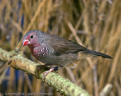 Brown Firefinch, Peito-de-fogo-castanho, Großer Pünktchenamarant, (Lagonosticta nitidula), amarant hnědý, Braunbürzelamarant, Stor Punktamarant, Pinzón Candela Castaño, ruokoruusupeippo, Amarante nitidule, Amaranto bruno, chairokougyokuchou, amarantka szara,  amarant hnedý