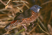 Brown Twinspot, Pintadinho-castanho, Brauner Tropfenastrild,  (Clytospiza monteiri), Monteiroastrild, vločkovník hnědý, Brun Dråbeastrild, Pinzón Dos Puntos Castaño, pilkkuvatsapeippo, Sénégali brun, Amaranto di Monteir, chabaraararechou, チャバラアラレチョウ, Bruine Druppelastrild, kroplik brazowobrzuchy, Pintadinho Castanho, vlockovník hnedý