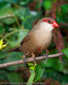 Common Waxbill, Bico-de-lacre, Wellenastrild, (Estrilda astrild), St Helena, astrild vlnkovaný, Helenaastrild, Pico de Coral, vahanokka, Astrild ondulé,   Fagurstrildi, Astrilde comune, onagakaedechou, オナガカエデチョウ, Sint-helenafazantje, astryld falisty, Bico-de-lacre, Волнистый астрильд, Helenaastrild