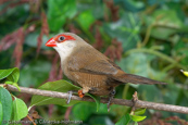 Common Waxbill, Bico-de-lacre, Wellenastrild, (Estrilda astrild), St Helena, astrild vlnkovaný, Helenaastrild, Pico de Coral, vahanokka, Astrild ondulé,   Fagurstrildi, Astrilde comune, onagakaedechou, オナガカエデチョウ, Sint-helenafazantje, astryld falisty, Bico-de-lacre, Волнистый астрильд, Helenaastrild