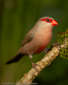 Common Waxbill, Bico-de-lacre, Wellenastrild, (Estrilda astrild), St Helena, astrild vlnkovaný, Helenaastrild, Pico de Coral, vahanokka, Astrild ondulé,   Fagurstrildi, Astrilde comune, onagakaedechou, オナガカエデチョウ, Sint-helenafazantje, astryld falisty, Bico-de-lacre, Волнистый астрильд, Helenaastrild