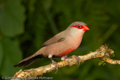 Common Waxbill, Bico-de-lacre, Wellenastrild, (Estrilda astrild), St Helena, astrild vlnkovaný, Helenaastrild, Pico de Coral, vahanokka, Astrild ondulé,   Fagurstrildi, Astrilde comune, onagakaedechou, オナガカエデチョウ, Sint-helenafazantje, astryld falisty, Bico-de-lacre, Волнистый астрильд, Helenaastrild