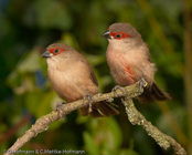 Common Waxbill, Bico-de-lacre, Wellenastrild, (Estrilda astrild), St Helena, astrild vlnkovaný, Helenaastrild, Pico de Coral, vahanokka, Astrild ondulé,   Fagurstrildi, Astrilde comune, onagakaedechou, オナガカエデチョウ, Sint-helenafazantje, astryld falisty, Bico-de-lacre, Волнистый астрильд, Helenaastrild