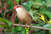 Common Waxbill, Bico-de-lacre, Wellenastrild, (Estrilda astrild), St Helena, astrild vlnkovaný, Helenaastrild, Pico de Coral, vahanokka, Astrild ondulé,   Fagurstrildi, Astrilde comune, onagakaedechou, オナガカエデチョウ, Sint-helenafazantje, astryld falisty, Bico-de-lacre, Волнистый астрильд, Helenaastrild