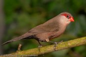 Common Waxbill, Bico-de-lacre, Wellenastrild, (Estrilda astrild), St Helena, astrild vlnkovaný, Helenaastrild, Pico de Coral, vahanokka, Astrild ondulé,   Fagurstrildi, Astrilde comune, onagakaedechou, オナガカエデチョウ, Sint-helenafazantje, astryld falisty, Bico-de-lacre, Волнистый астрильд, Helenaastrild