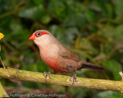 Common Waxbill, Bico-de-lacre, Wellenastrild, (Estrilda astrild), St Helena, astrild vlnkovaný, Helenaastrild, Pico de Coral, vahanokka, Astrild ondulé,   Fagurstrildi, Astrilde comune, onagakaedechou, オナガカエデチョウ, Sint-helenafazantje, astryld falisty, Bico-de-lacre, Волнистый астрильд, Helenaastrild