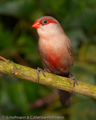 Common Waxbill, Bico-de-lacre, Wellenastrild, (Estrilda astrild), St Helena, astrild vlnkovaný, Helenaastrild, Pico de Coral, vahanokka, Astrild ondulé,   Fagurstrildi, Astrilde comune, onagakaedechou, オナガカエデチョウ, Sint-helenafazantje, astryld falisty, Bico-de-lacre, Волнистый астрильд, Helenaastrild