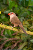 Common Waxbill, Bico-de-lacre, Wellenastrild, (Estrilda astrild), St Helena, astrild vlnkovaný, Helenaastrild, Pico de Coral, vahanokka, Astrild ondulé,   Fagurstrildi, Astrilde comune, onagakaedechou, オナガカエデチョウ, Sint-helenafazantje, astryld falisty, Bico-de-lacre, Волнистый астрильд, Helenaastrild