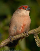 Common Waxbill, Bico-de-lacre, Wellenastrild, (Estrilda astrild), St Helena, astrild vlnkovaný, Helenaastrild, Pico de Coral, vahanokka, Astrild ondulé,   Fagurstrildi, Astrilde comune, onagakaedechou, オナガカエデチョウ, Sint-helenafazantje, astryld falisty, Bico-de-lacre, Волнистый астрильд, Helenaastrild