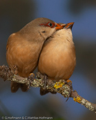 Crimson-rumped Waxbill, Bico-de-lacre-bico-preto, Zügelastrild (Estrilda rhodopyga), astrild žlutobřichý, Tøjleastrild, Astrild de Lomo Rojo, ruostevahanokka, Astrild à croupion rose, Astrilde dal groppone rosso, miyamakaedechou, アカバネカエデチョウ, Teugelastrild, astryld czerwonoskrzydly, astrilda plavá