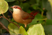 Crimson-rumped Waxbill, Bico-de-lacre-bico-preto, Zügelastrild (Estrilda rhodopyga), astrild žlutobřichý, Tøjleastrild, Astrild de Lomo Rojo, ruostevahanokka, Astrild à croupion rose, Astrilde dal groppone rosso, miyamakaedechou, アカバネカエデチョウ, Teugelastrild, astryld czerwonoskrzydly, astrilda plavá