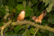 Crimson-rumped Waxbill, Bico-de-lacre-bico-preto, Zügelastrild (Estrilda rhodopyga), astrild žlutobřichý, Tøjleastrild, Astrild de Lomo Rojo, ruostevahanokka, Astrild à croupion rose, Astrilde dal groppone rosso, miyamakaedechou, アカバネカエデチョウ, Teugelastrild, astryld czerwonoskrzydly, astrilda plavá