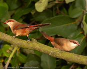 Crimson-rumped Waxbill, Bico-de-lacre-bico-preto, Zügelastrild (Estrilda rhodopyga), astrild žlutobřichý, Tøjleastrild, Astrild de Lomo Rojo, ruostevahanokka, Astrild à croupion rose, Astrilde dal groppone rosso, miyamakaedechou, アカバネカエデチョウ, Teugelastrild, astryld czerwonoskrzydly, astrilda plavá