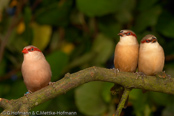 Crimson-rumped Waxbill, Bico-de-lacre-bico-preto, Zügelastrild (Estrilda rhodopyga), astrild žlutobřichý, Tøjleastrild, Astrild de Lomo Rojo, ruostevahanokka, Astrild à croupion rose, Astrilde dal groppone rosso, miyamakaedechou, アカバネカエデチョウ, Teugelastrild, astryld czerwonoskrzydly, astrilda plavá