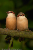 Crimson-rumped Waxbill, Bico-de-lacre-bico-preto, Zügelastrild (Estrilda rhodopyga), astrild žlutobřichý, Tøjleastrild, Astrild de Lomo Rojo, ruostevahanokka, Astrild à croupion rose, Astrilde dal groppone rosso, miyamakaedechou, アカバネカエデチョウ, Teugelastrild, astryld czerwonoskrzydly, astrilda plavá