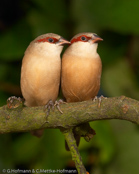 Crimson-rumped Waxbill, Bico-de-lacre-bico-preto, Zügelastrild (Estrilda rhodopyga), astrild žlutobřichý, Tøjleastrild, Astrild de Lomo Rojo, ruostevahanokka, Astrild à croupion rose, Astrilde dal groppone rosso, miyamakaedechou, アカバネカエデチョウ, Teugelastrild, astryld czerwonoskrzydly, astrilda plavá