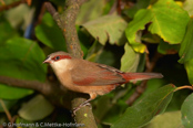 Crimson-rumped Waxbill, Bico-de-lacre-bico-preto, Zügelastrild (Estrilda rhodopyga), astrild žlutobřichý, Tøjleastrild, Astrild de Lomo Rojo, ruostevahanokka, Astrild à croupion rose, Astrilde dal groppone rosso, miyamakaedechou, アカバネカエデチョウ, Teugelastrild, astryld czerwonoskrzydly, astrilda plavá