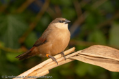 Crimson-rumped Waxbill, Bico-de-lacre-bico-preto, Zügelastrild (Estrilda rhodopyga), astrild žlutobřichý, Tøjleastrild, Astrild de Lomo Rojo, ruostevahanokka, Astrild à croupion rose, Astrilde dal groppone rosso, miyamakaedechou, アカバネカエデチョウ, Teugelastrild, astryld czerwonoskrzydly, astrilda plavá