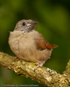 Crimson-winged Pytilia, Aurora, Auroraastrild, (Pytilia phoenicoptera), Red-winged Pytilia, astrild rudokřídlý, Auroraastrild, Pinzón Aurora, punasiipipeippo, Beaumarquet aurore, Astro aurora, binansuzume, ビナンスズメ, Aurora-astrild, melba czerwonoskrzydla, Краснокрылая питилия, pytília cervenokrídla