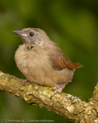 Crimson-winged Pytilia, Aurora, Auroraastrild, (Pytilia phoenicoptera), Red-winged Pytilia, astrild rudokřídlý, Auroraastrild, Pinzón Aurora, punasiipipeippo, Beaumarquet aurore, Astro aurora, binansuzume, ビナンスズメ, Aurora-astrild, melba czerwonoskrzydla, Краснокрылая питилия, pytília cervenokrídla