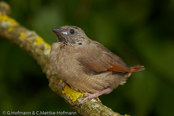 Crimson-winged Pytilia, Aurora, Auroraastrild, (Pytilia phoenicoptera), Red-winged Pytilia, astrild rudokřídlý, Auroraastrild, Pinzón Aurora, punasiipipeippo, Beaumarquet aurore, Astro aurora, binansuzume, ビナンスズメ, Aurora-astrild, melba czerwonoskrzydla, Краснокрылая питилия, pytília cervenokrídla