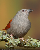 Crimson-winged Pytilia, Aurora, Auroraastrild, (Pytilia phoenicoptera), Red-winged Pytilia, astrild rudokřídlý, Auroraastrild, Pinzón Aurora, punasiipipeippo, Beaumarquet aurore, Astro aurora, binansuzume, ビナンスズメ, Aurora-astrild, melba czerwonoskrzydla, Краснокрылая питилия, pytília cervenokrídla