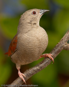 Crimson-winged Pytilia, Aurora, Auroraastrild, (Pytilia phoenicoptera), Red-winged Pytilia, astrild rudokřídlý, Auroraastrild, Pinzón Aurora, punasiipipeippo, Beaumarquet aurore, Astro aurora, binansuzume, ビナンスズメ, Aurora-astrild, melba czerwonoskrzydla, Краснокрылая питилия, pytília cervenokrídla